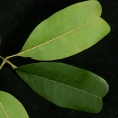 Trichilia retusa Leaflets, upper and lower surfaces. Trichilia retusa Leaflets, upper and lower surfaces.