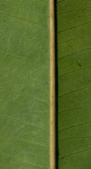 Trichilia retusa Midrib and venation, leaflet lower surface. Trichilia retusa Midrib and venation, leaflet lower surface.
