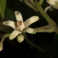 Trichilia retusa Male flower with tube formed by stamens. Trichilia retusa Male flower with tube formed by stamens.