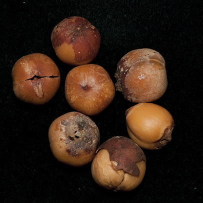 Afrostyrax lepidophyllus Dried seeds. Afrostyrax lepidophyllus Dried seeds.