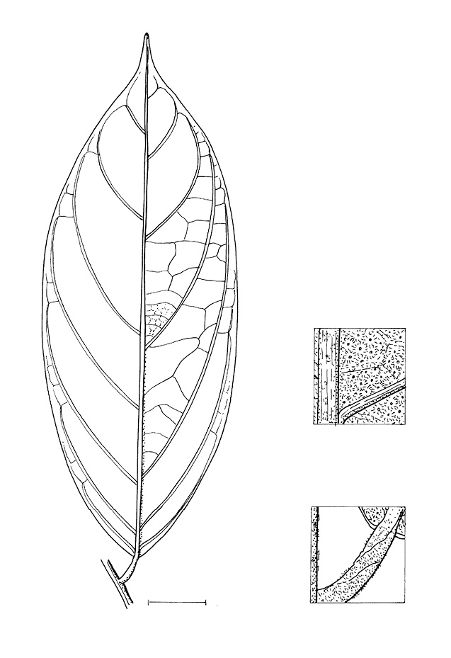 line image of Afrostyrax lepidophyllus