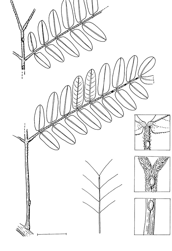 line image of Albizia ferruginea