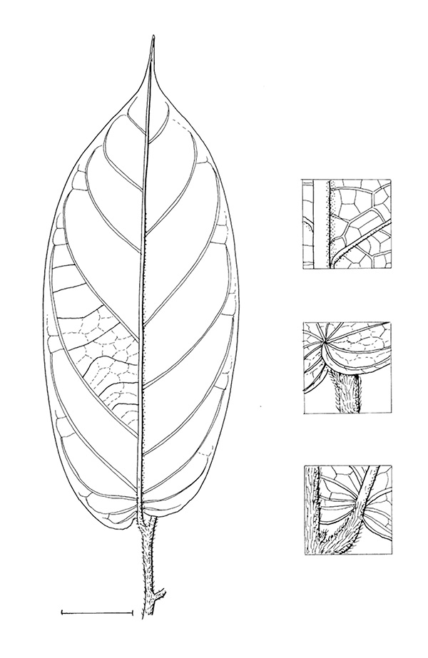 line image of Cleistanthus mildbraedii