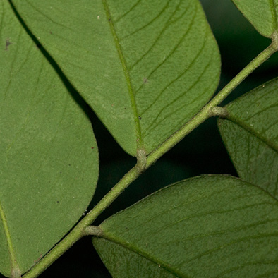 Dicranolepis pulcherrima Leaf bases, lower surface.