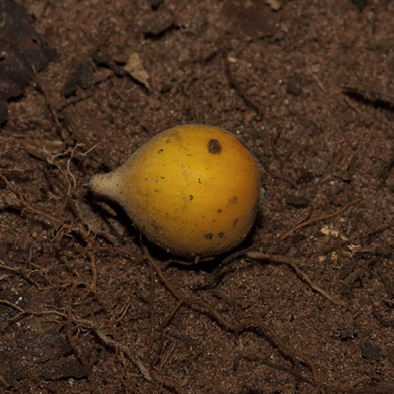 Dicranolepis pulcherrima Fruit.