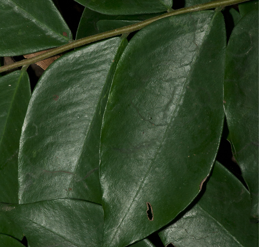 Dicranolepis pulcherrima Leaf, upper surface.