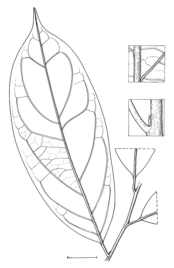line image of Diospyros bipindensis