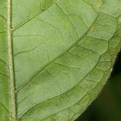 Rothmannia octomera Midrib and venation, leaf lower surface.