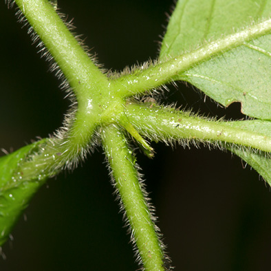 Rothmannia octomera Stipule and three petioles.