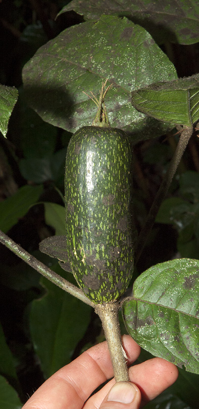 Rothmannia octomera Immature fruit.