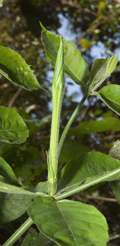 Rothmannia octomera Flower bud.