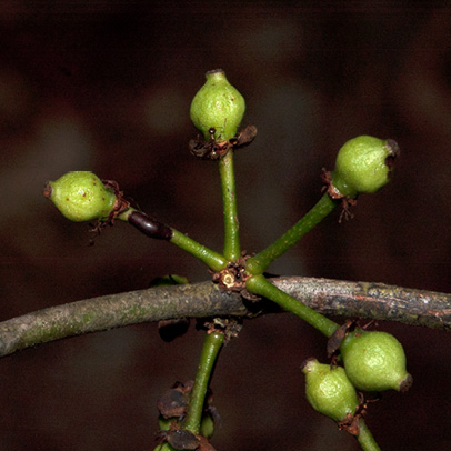 Garcinia smeathmannii Young fruit.