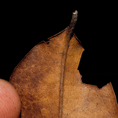 Staudtia kamerunensis Old leaf base, lower surface.