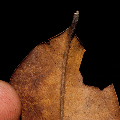 Staudtia kamerunensis Old leaf base, lower surface. Staudtia kamerunensis Old leaf base, lower surface.