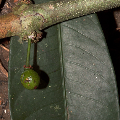 Garcinia smeathmannii Young fruit.