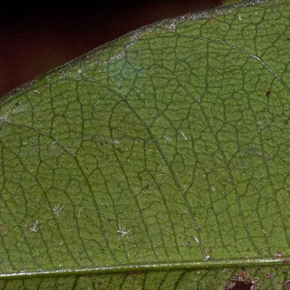 Garcinia smeathmannii Midrib and venation, leaf lower surface. Garcinia smeathmannii Midrib and venation, leaf lower surface.