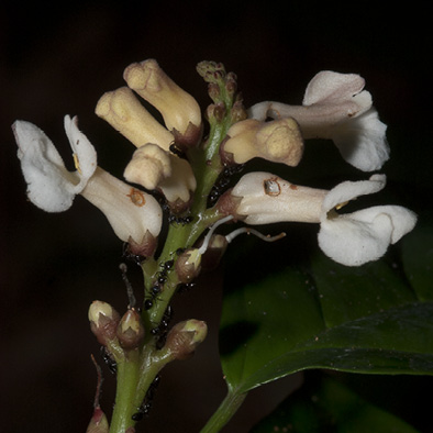 Thomandersia hensii Flowers, note the hole chewed by ants in the corolla tube. Thomandersia hensii Flowers, note the hole chewed by ants in the corolla tube.