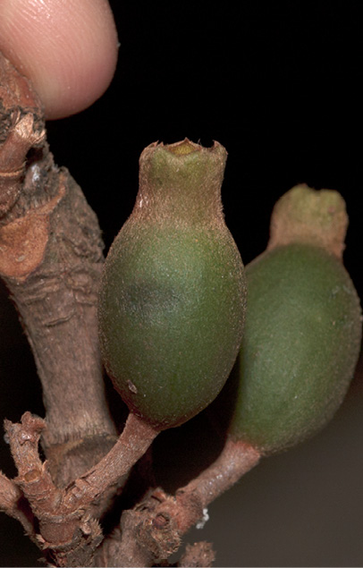 Aoranthe cladantha Immature fruit.