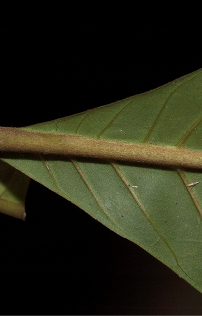 Aoranthe cladantha Leaf base, lower surface.