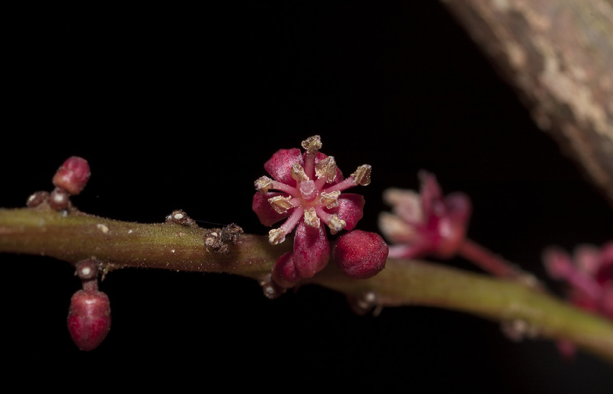 Panda oleosa Portion of male inflorescence.