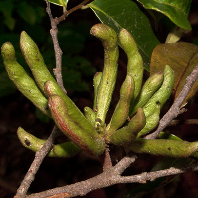 Xylopia aethiopica Almost ripe fruit.