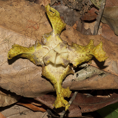 Monodora angolensis Fallen flower.