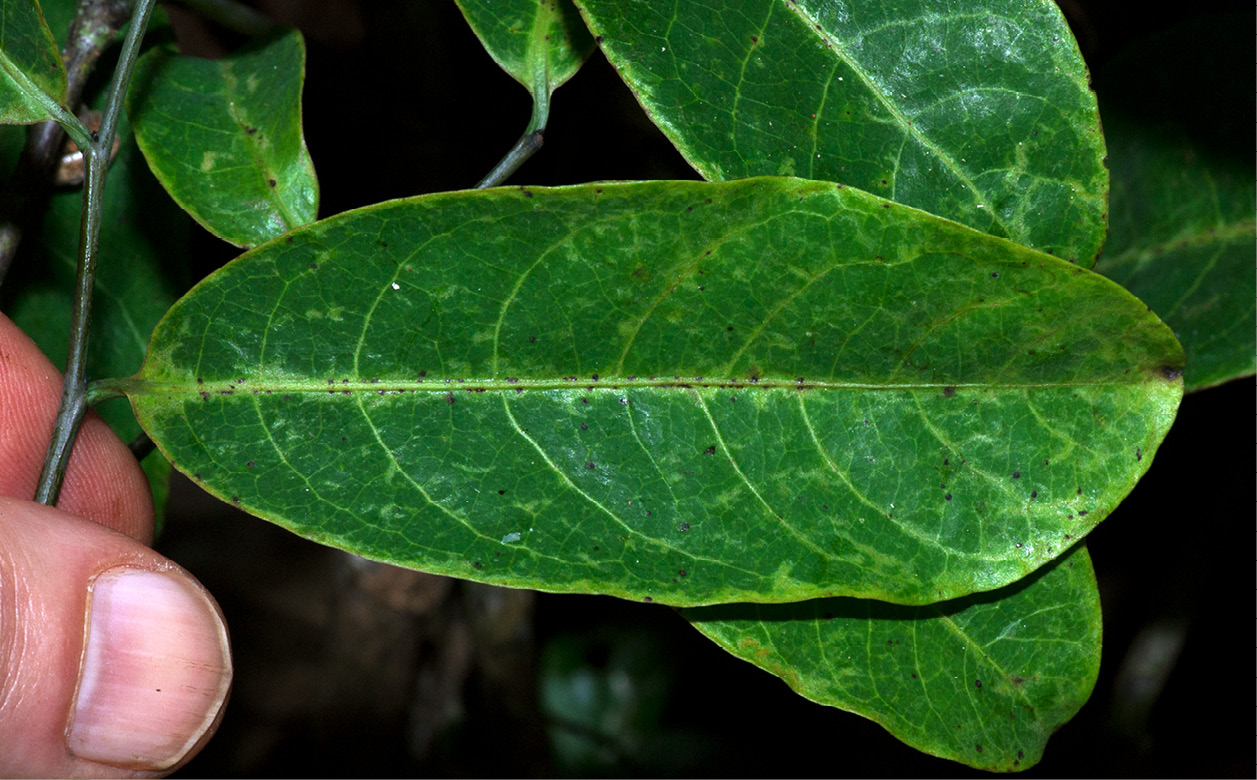 Monodora angolensis Mature leaf, upper surface.