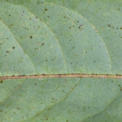Monodora angolensis Midrib and venation, lower surface.