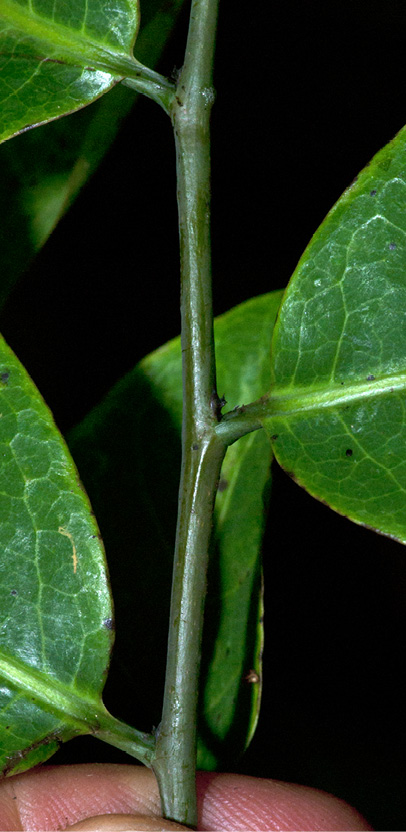 Monodora angolensis Leaf bases, upper surface.