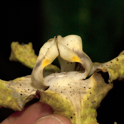 Monodora angolensis Two inner petals viewed from side.