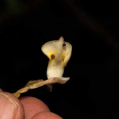 Monodora angolensis Inner petal, from inside.