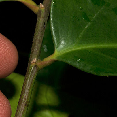 Drypetes polyantha Leaf base, upper surface, petiole and stipule.