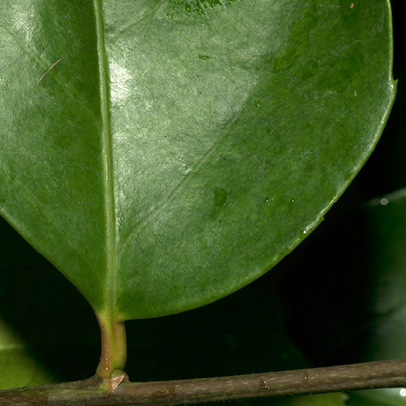Drypetes polyantha Leaf base, upper surface.