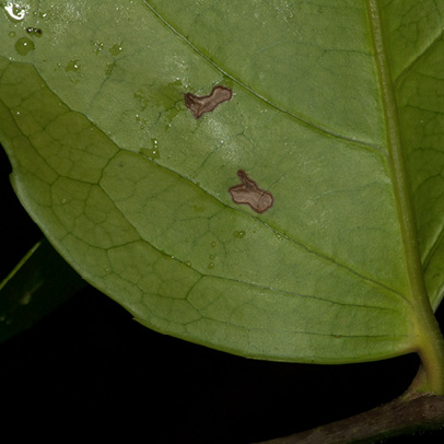 Drypetes polyantha Leaf base, lower surface.