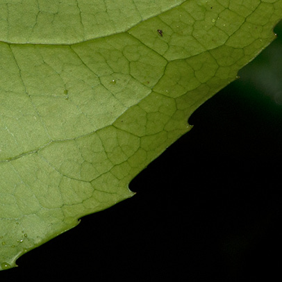Drypetes polyantha Leaf lower surface, venation and teeth.