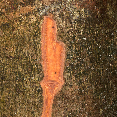 Drypetes polyantha Slash ten minutes after cutting, with colour change due to oxidation.