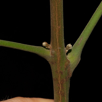 Trichilia welwitschii Petiole bases and buds.