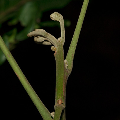 Trichilia welwitschii Terminal shoot.