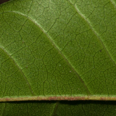 Trichilia welwitschii Midrib and venation, leaflet lower surface.