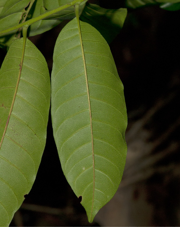 Trichilia welwitschii Leaflets, lower surface.