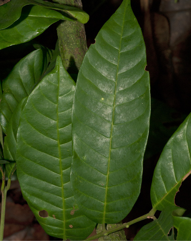 Trichilia welwitschii Leaflet, upper surface.