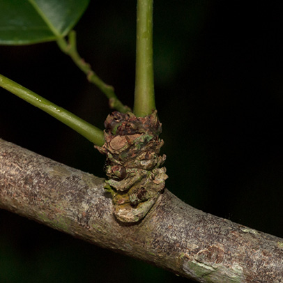 Phyllanthus polyanthus Short woody branch on which several green leafy shoots are borne.