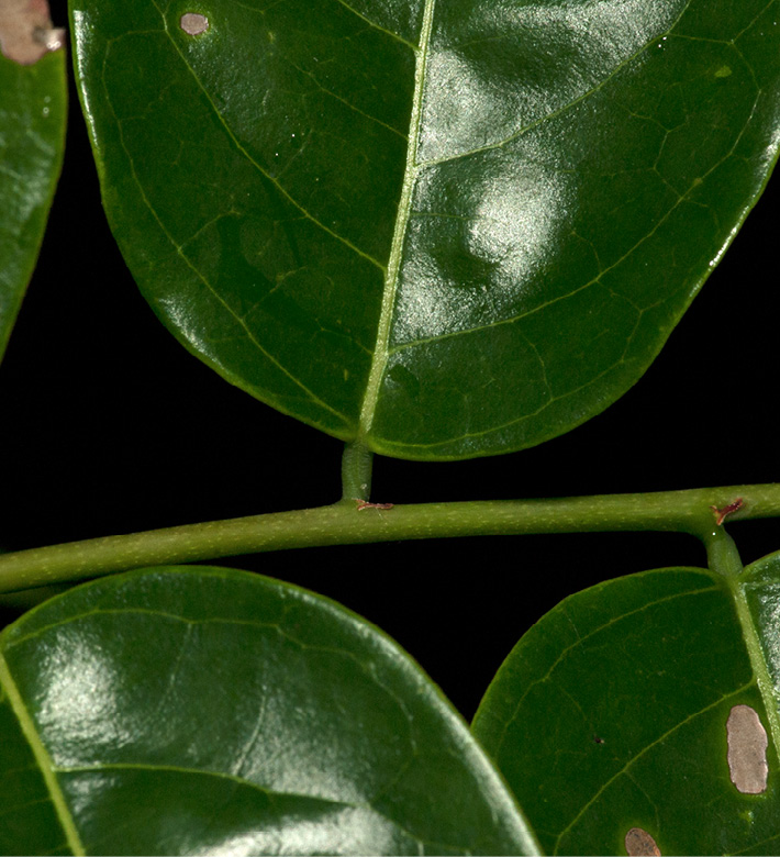 Phyllanthus polyanthus Leaf bases and petioles on green leafy shoot.