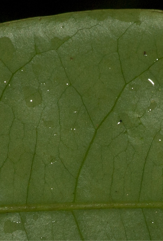 Phyllanthus polyanthus Midrib and venation, lower surface.