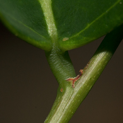 Phyllanthus polyanthus Leaf base, petiole and stipule.