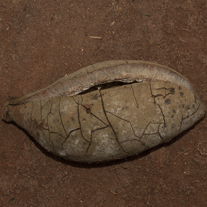 Sterculia oblonga Old fruit. Sterculia oblonga Old fruit.
