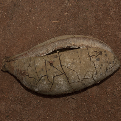 Sterculia oblonga Old fruit.