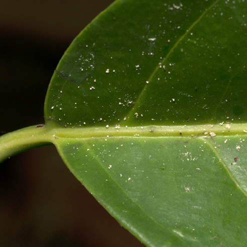 Casearia barteri Leaf base, upper surface.