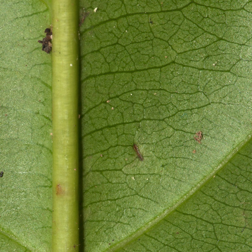 Casearia barteri Midrib and venation, leaf lower surface.