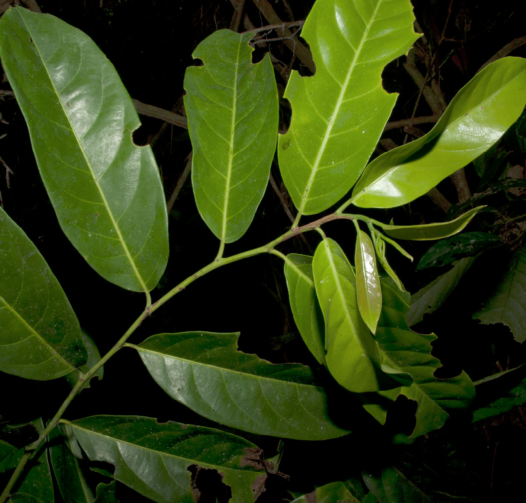 Casearia barteri Leafy shoot with new leaves.